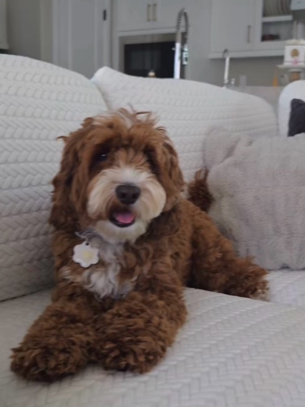 NOLAN INTERIOR “Magic Sofa Seat Cover” Classic Jade White, Pet-Proof Slipcover - Picture 4 of 15